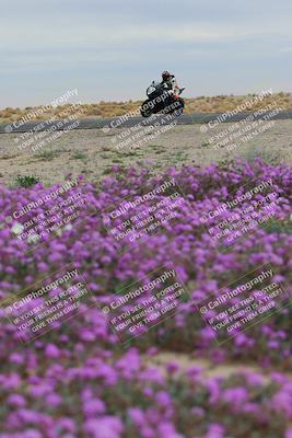 media/Jan-14-2023-SoCal Trackdays (Sat) [[497694156f]]/Turn 14 Exit Bloomig (145pm)/